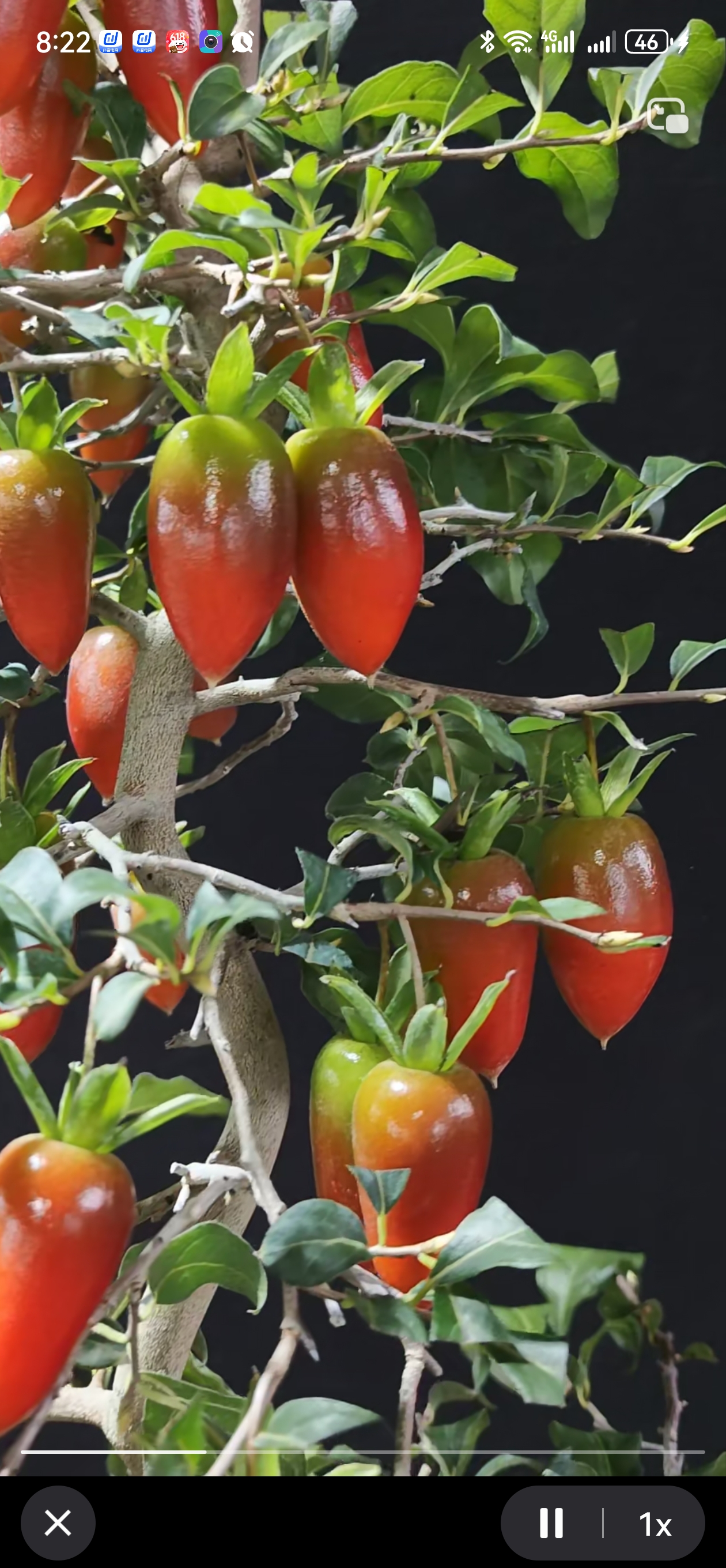 老鸭柿红满月嫁接