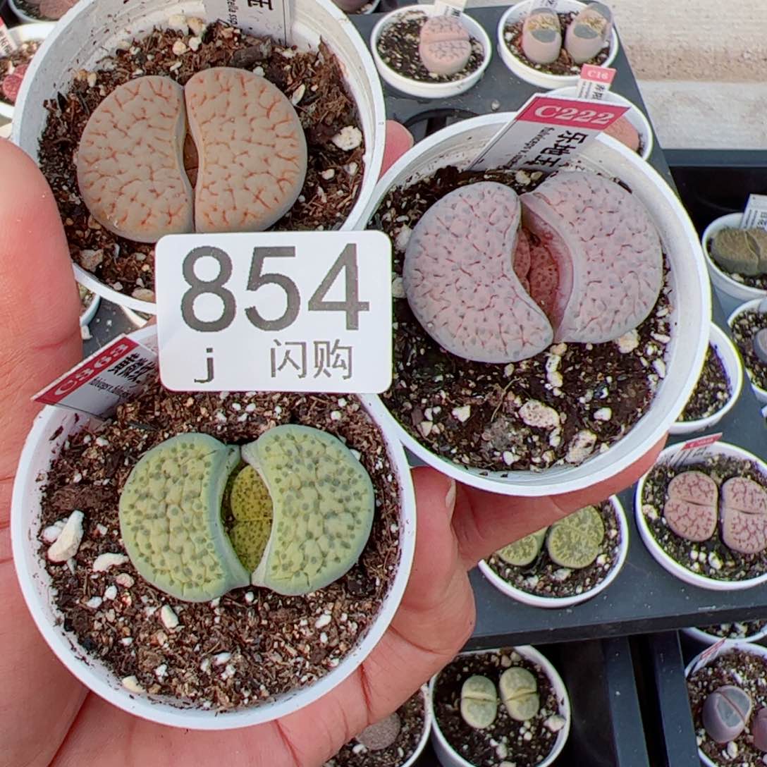 无花朵?*朵我很喜欢这个J854