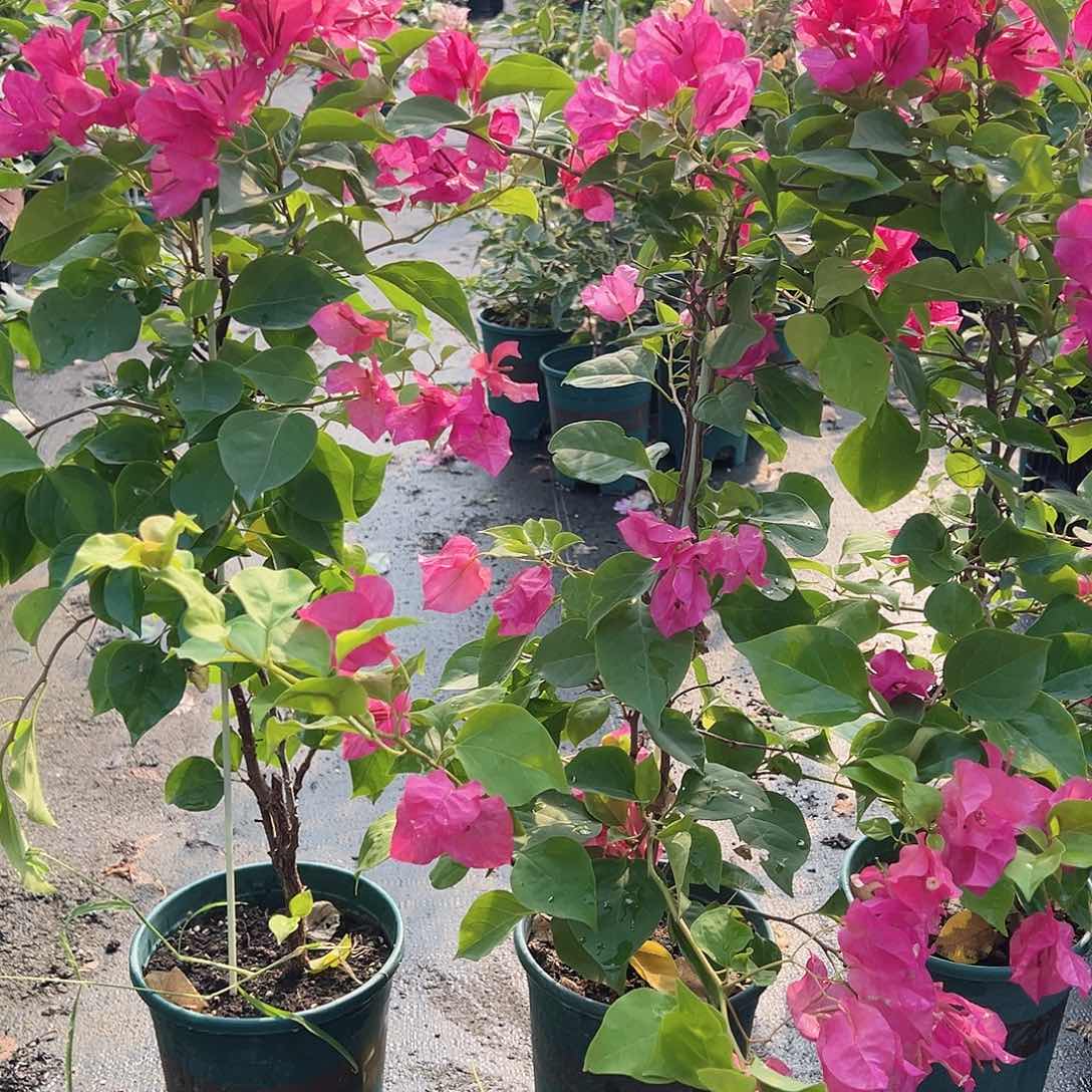 大部分开放少量花苞血色玛丽一棵