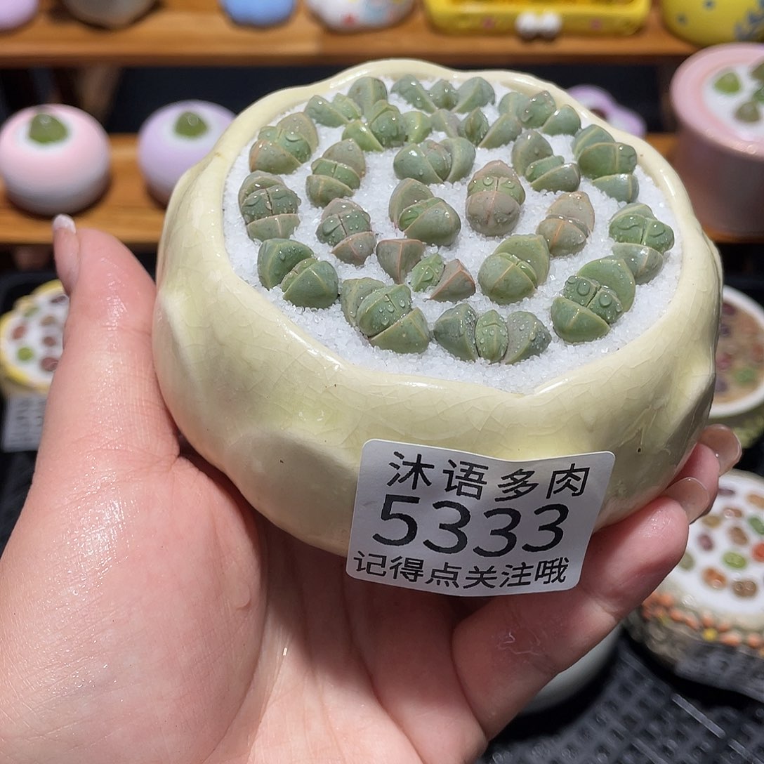 带盆土植物 一物一拍5333