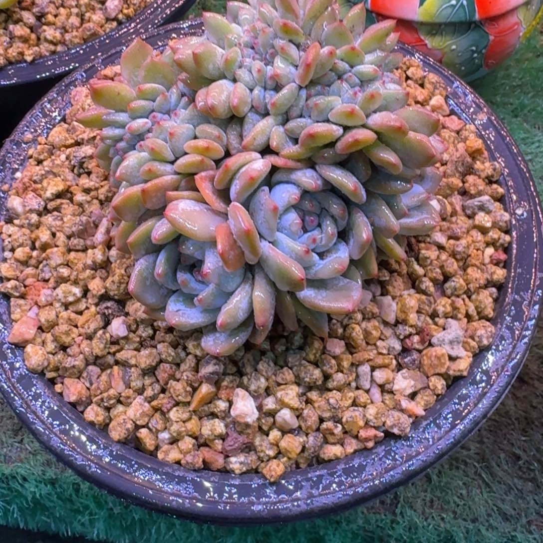 星影缀化无砍多肉