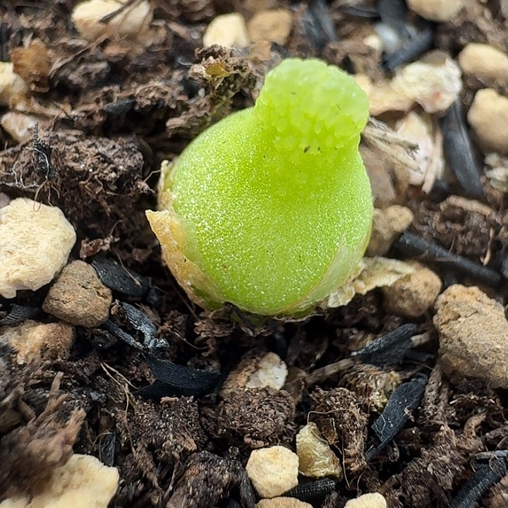 老马生石花小葫芦1322