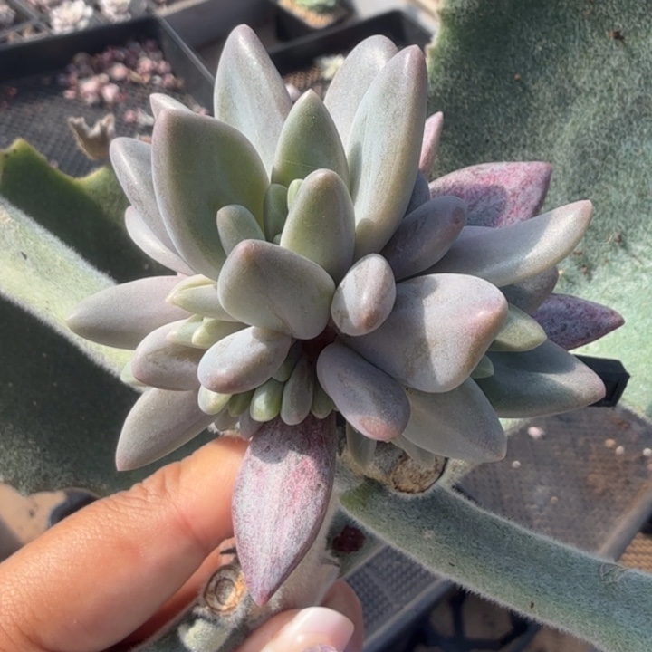 一刻退单锦一颗红锦