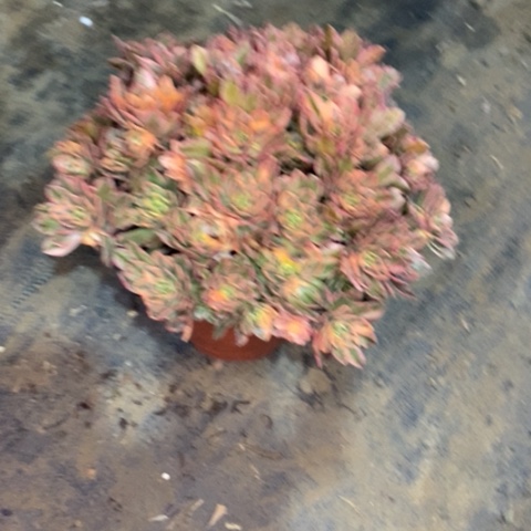 甜茶33多肉植物法师
