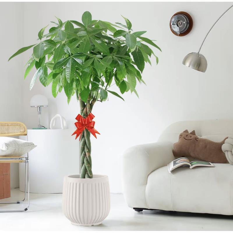 【送货上门】1.3-1.5米辫子发财树客厅办公室室内外绿植盆栽植物