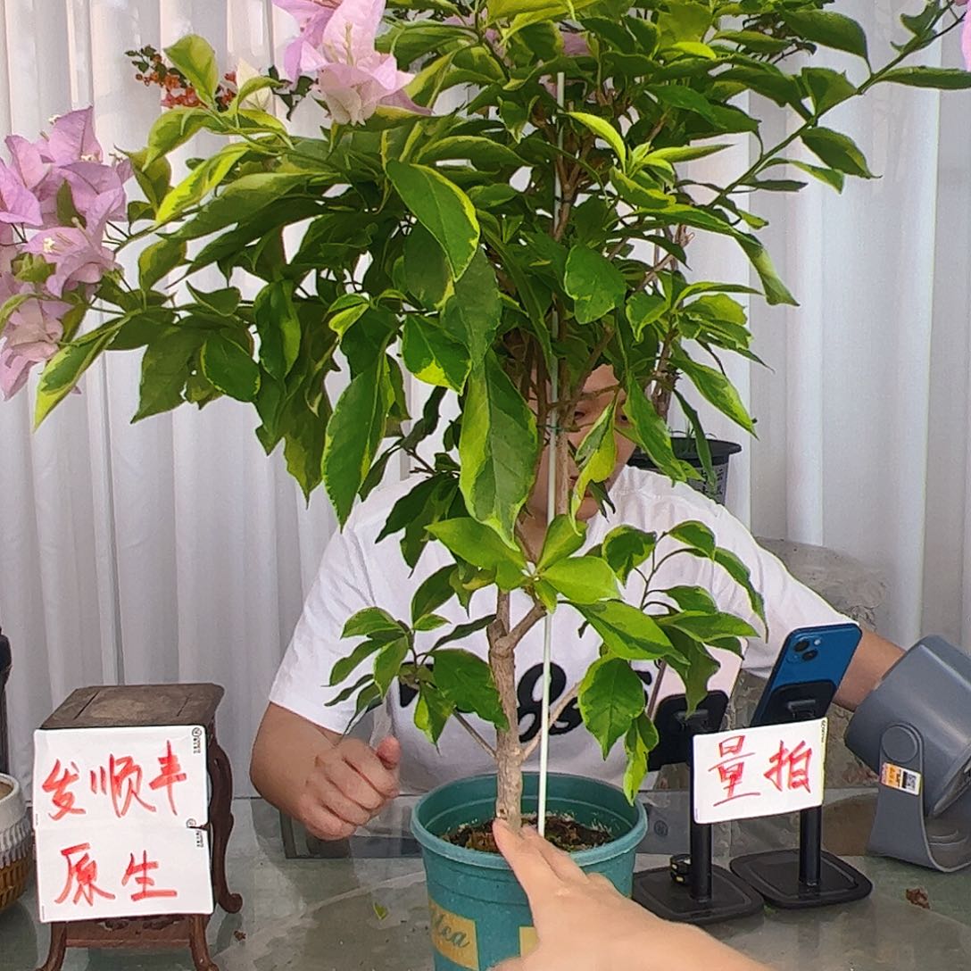 当前无花栽培后可以开花金边新加坡宫粉一颗