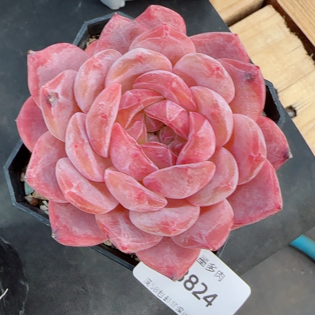 粉魄，3824多肉植物