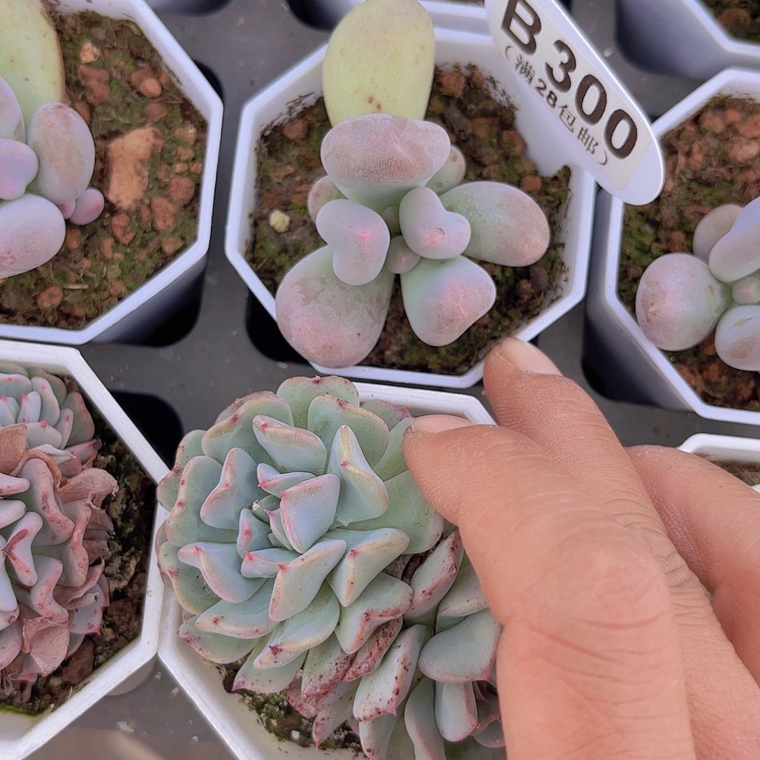 B300Mike奶一物一拍