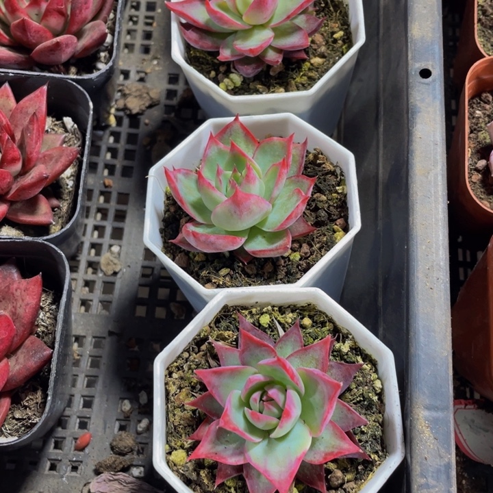 八角盆惊鸿带盆土发货