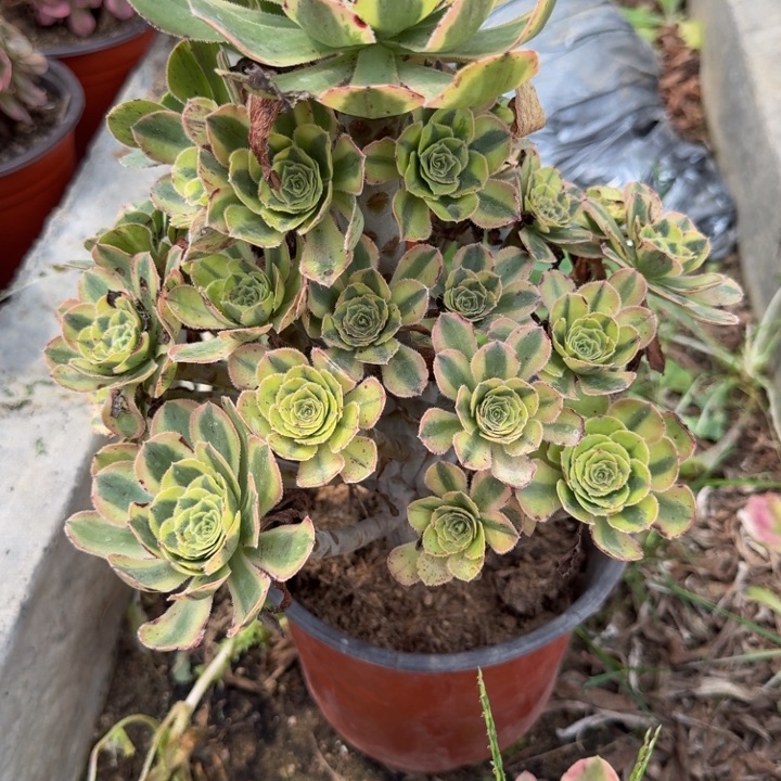 爱***巍226保时捷有断枝 多肉植物