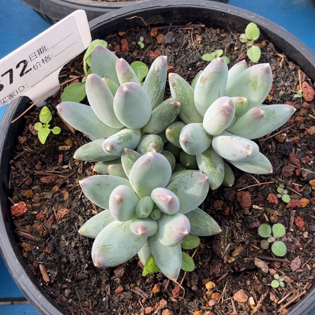 美人系多肉植物372