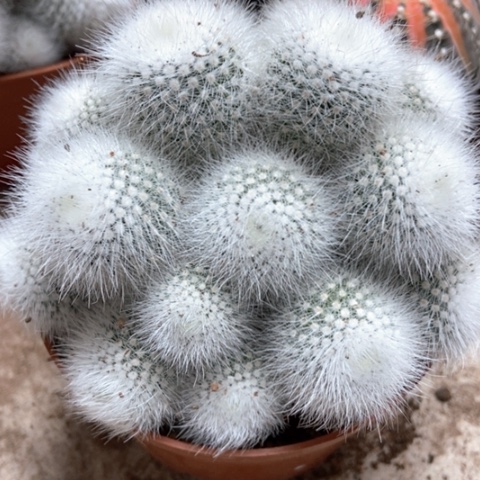 白小丁仙人球15米香入味