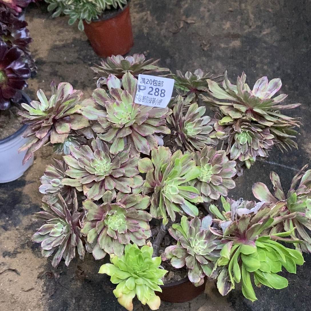 288萤火粉黛多肉法师锦