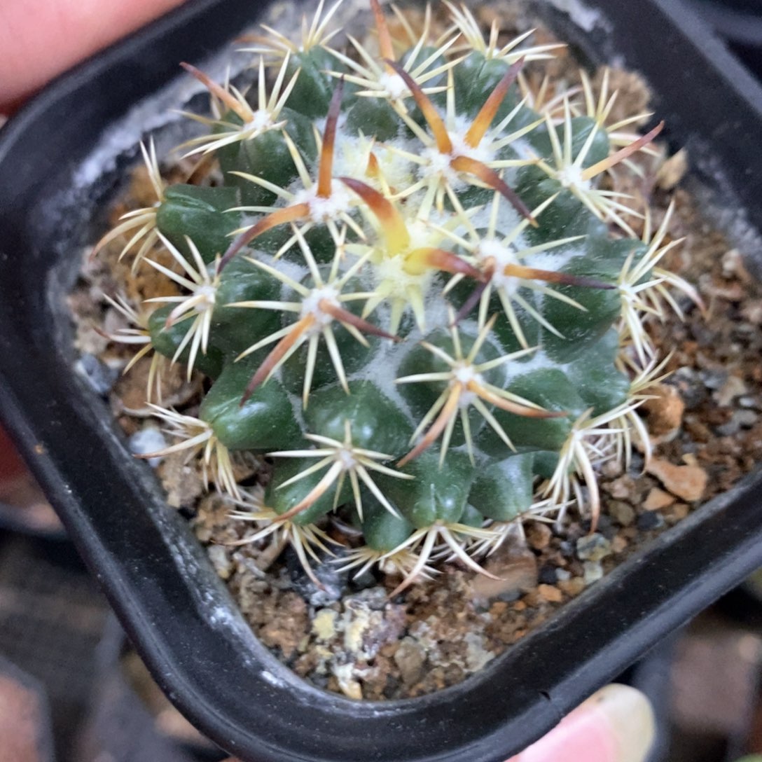 孤品实生优选钢钉福利4.4cm仙人球