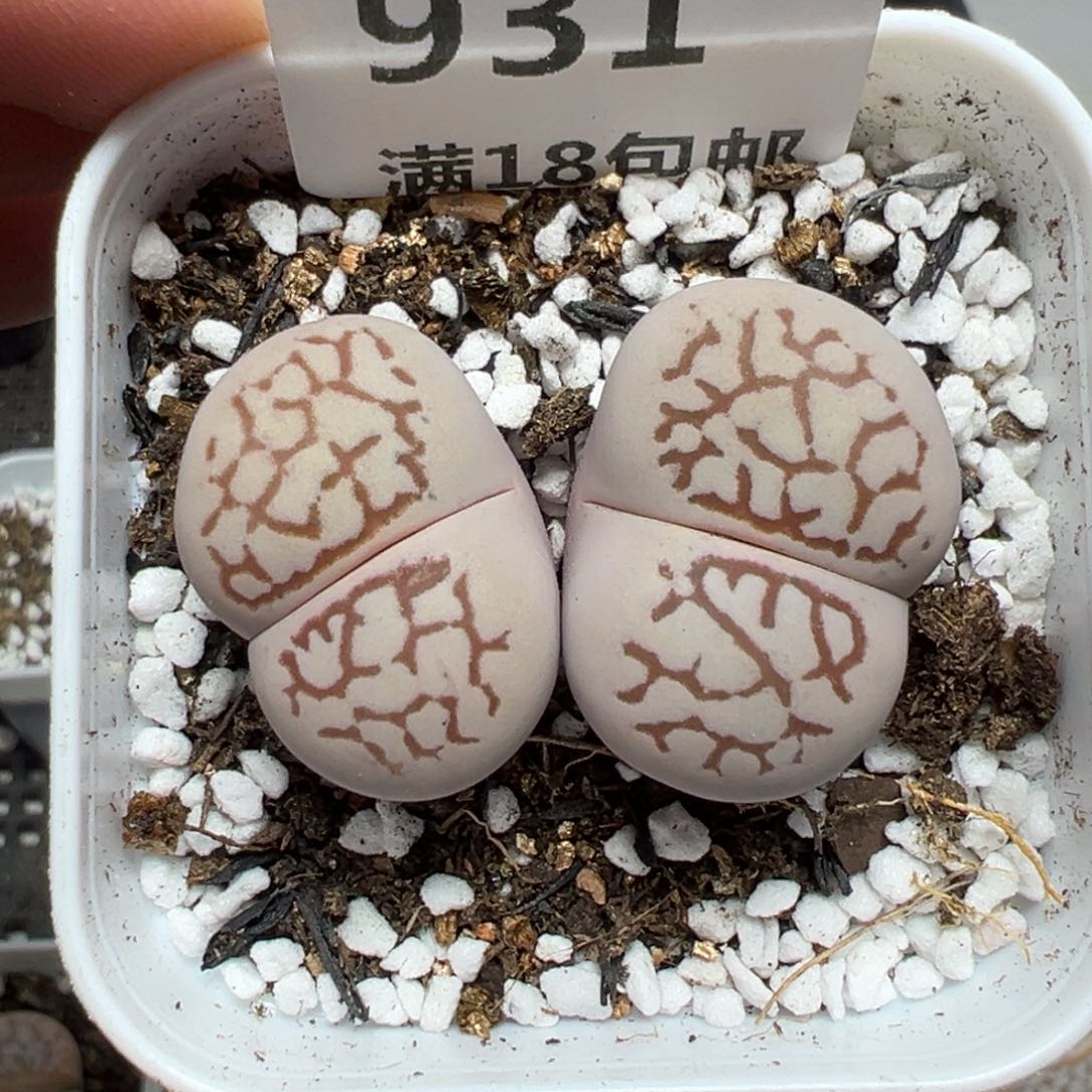 【闪购商品】931……