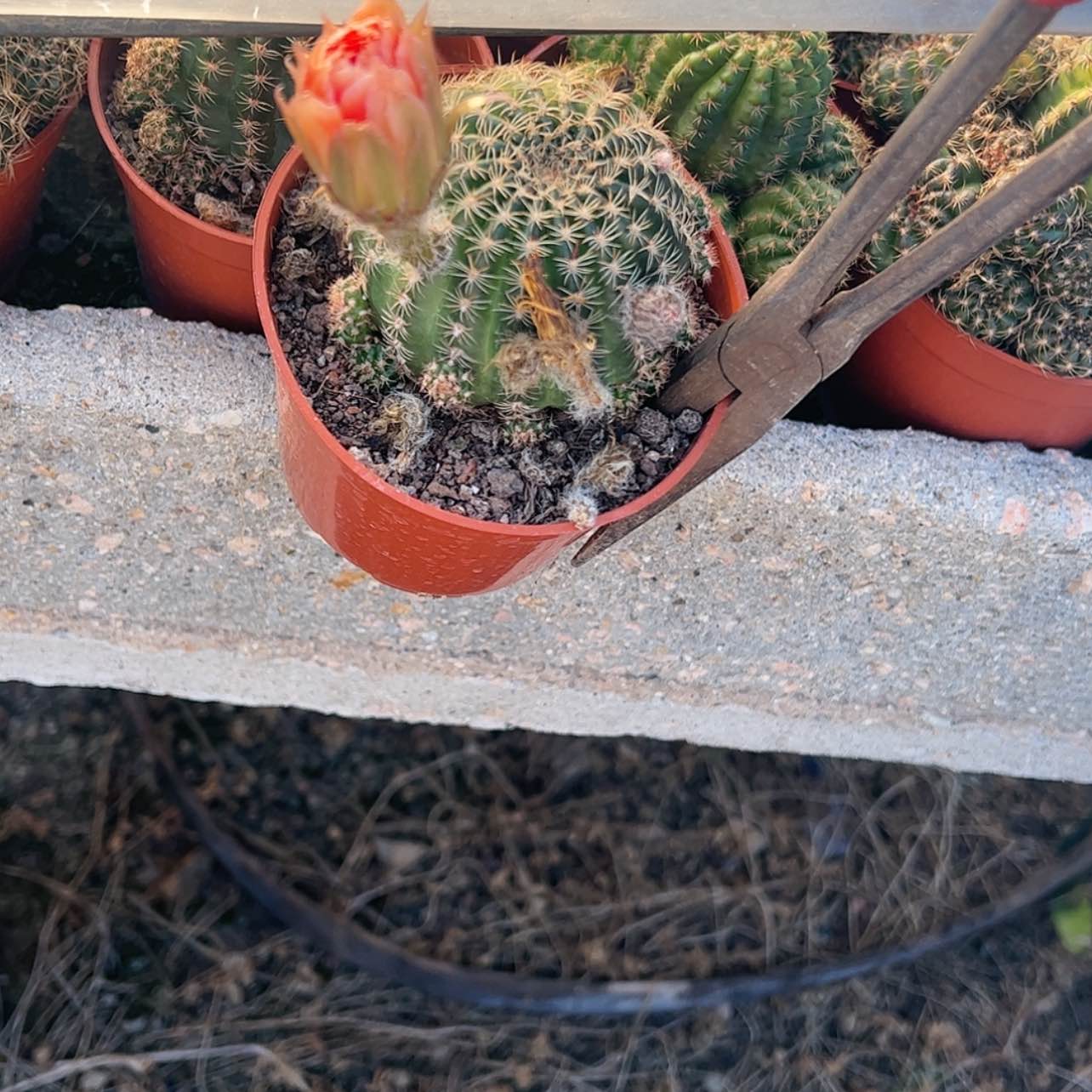 【闪购商品】㇏花花花花花花花花花花