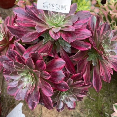 白婚纱多肉多肉5604