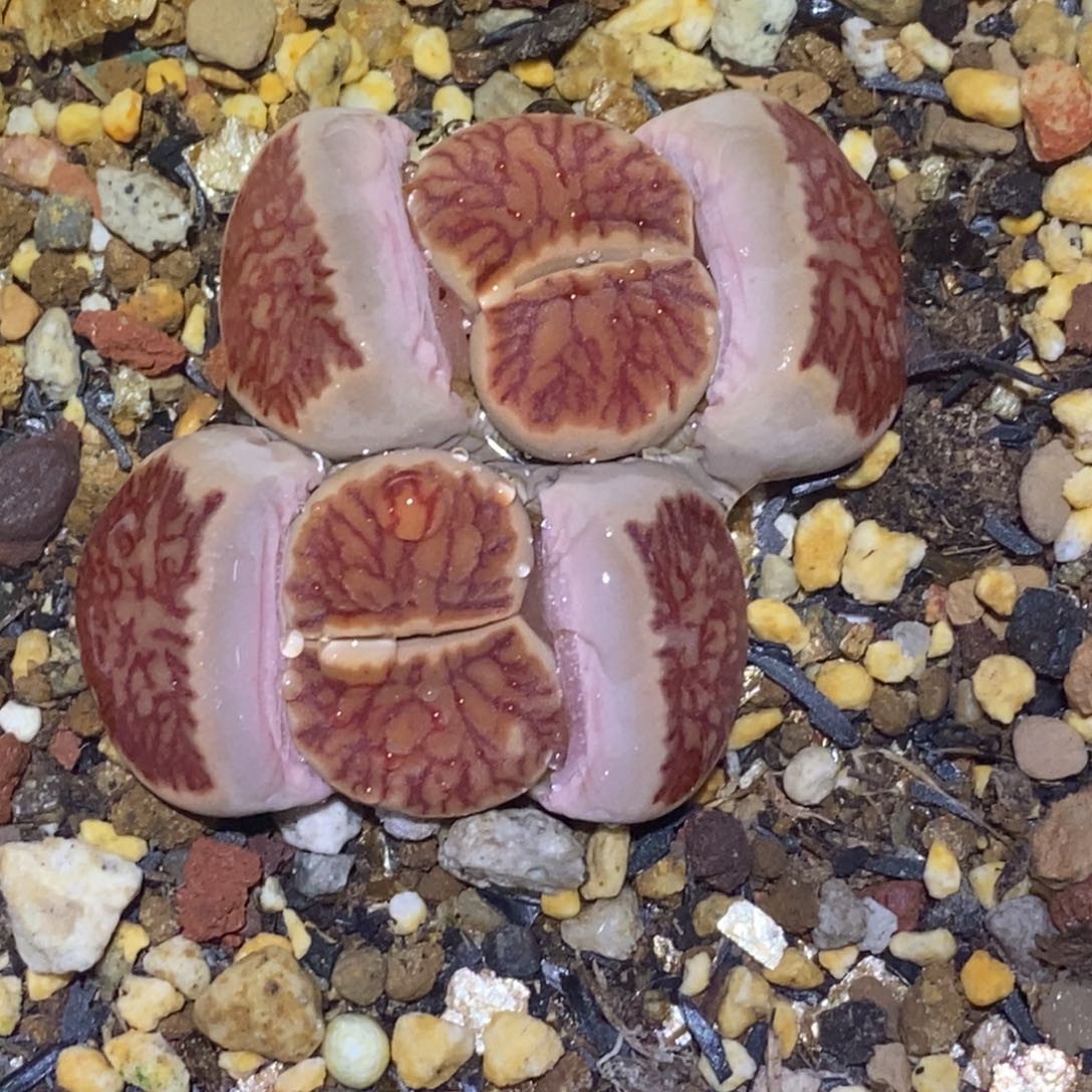 精品多肉植物大战僵尸先生