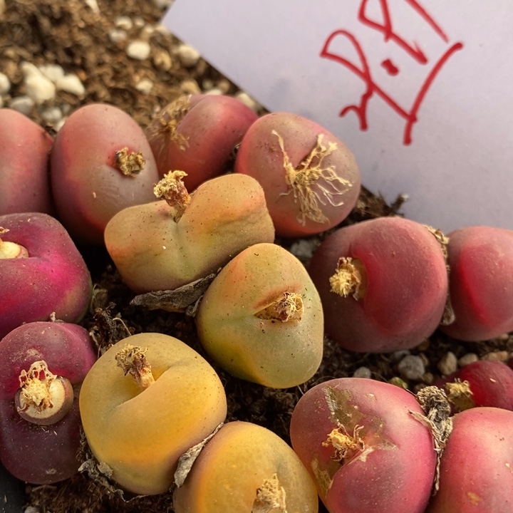 29191有伤一组一组