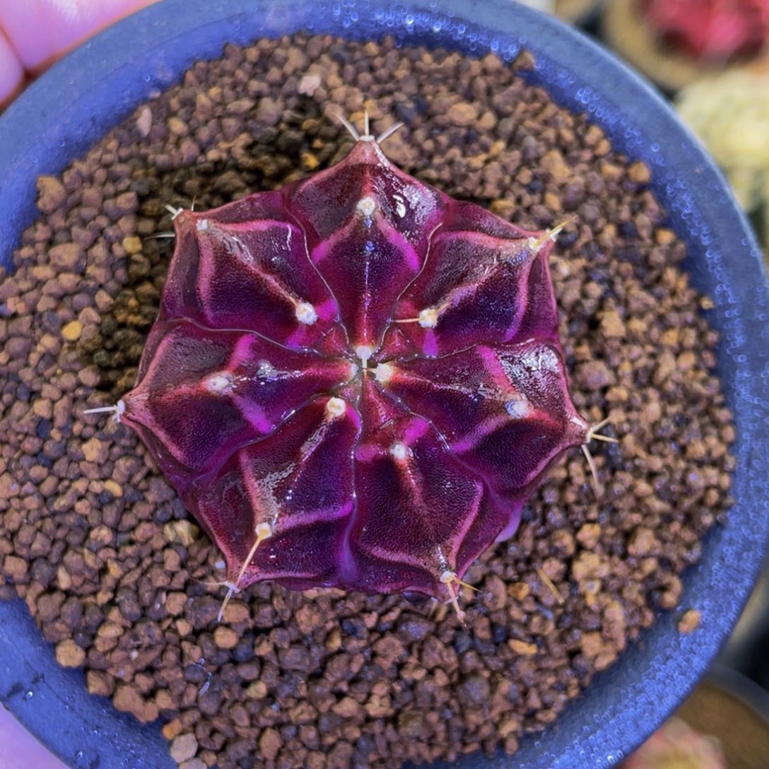 紫纹龙00000000002