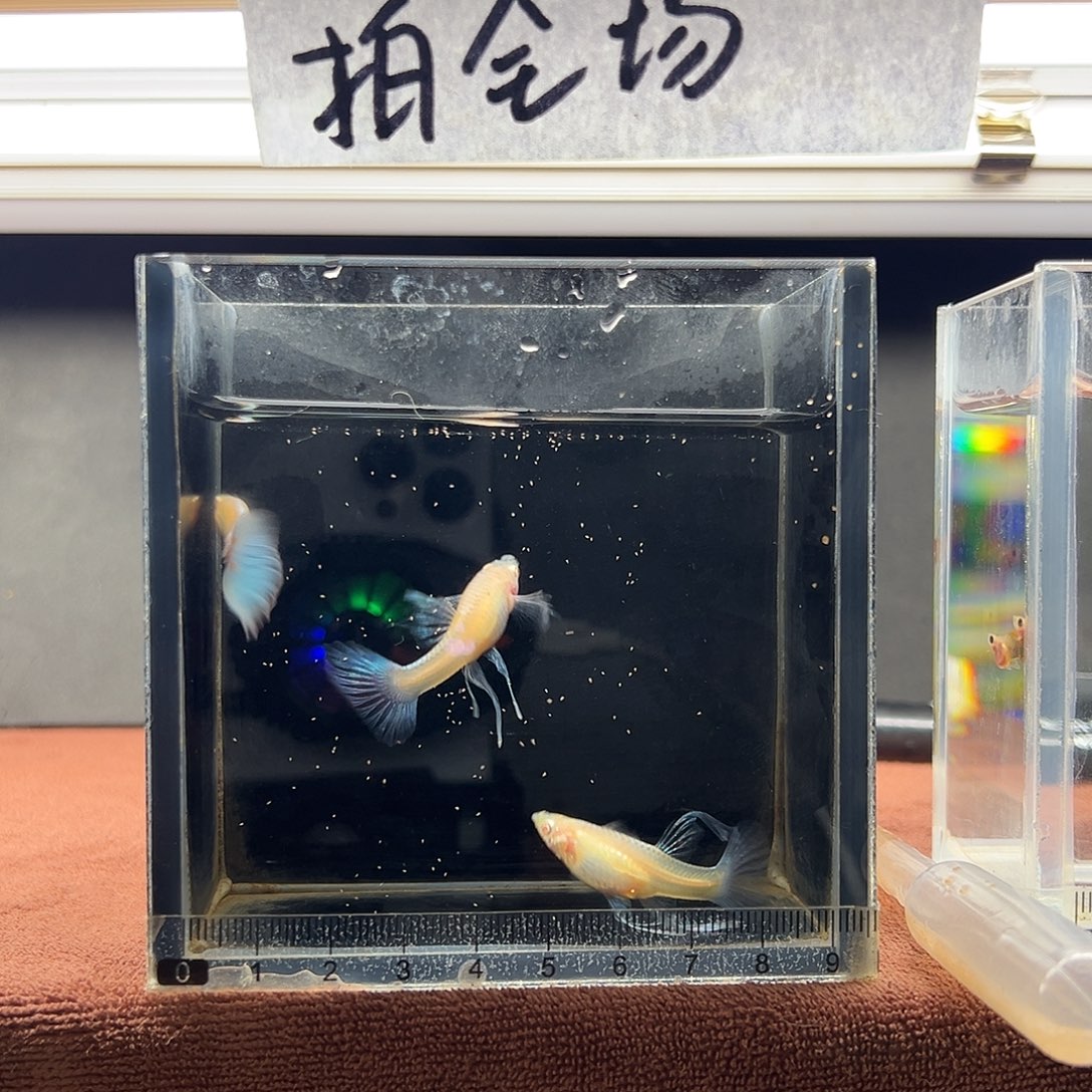 孔雀鱼蓝白大c一公两母