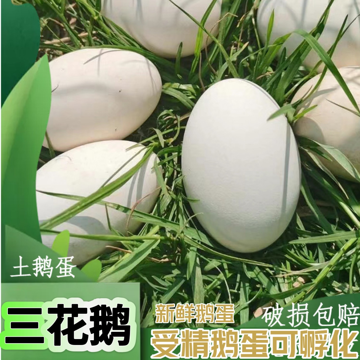 新鲜鹅蛋大三花蛋150g可孵化可食用大鹅蛋一箱8枚包邮