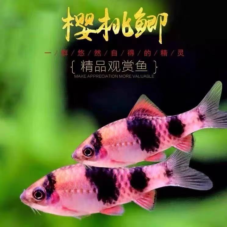 【樱桃鲫】小型冷水观赏鱼活体原生淡水耐寒好养群游鱼