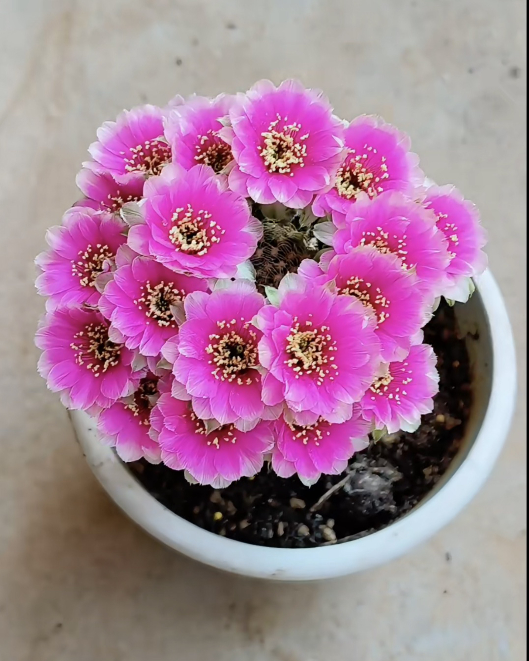 矮装袖铺柱嫁接魅影丽花仙人球植物爆花爆崽耐旱好养适合新手种植