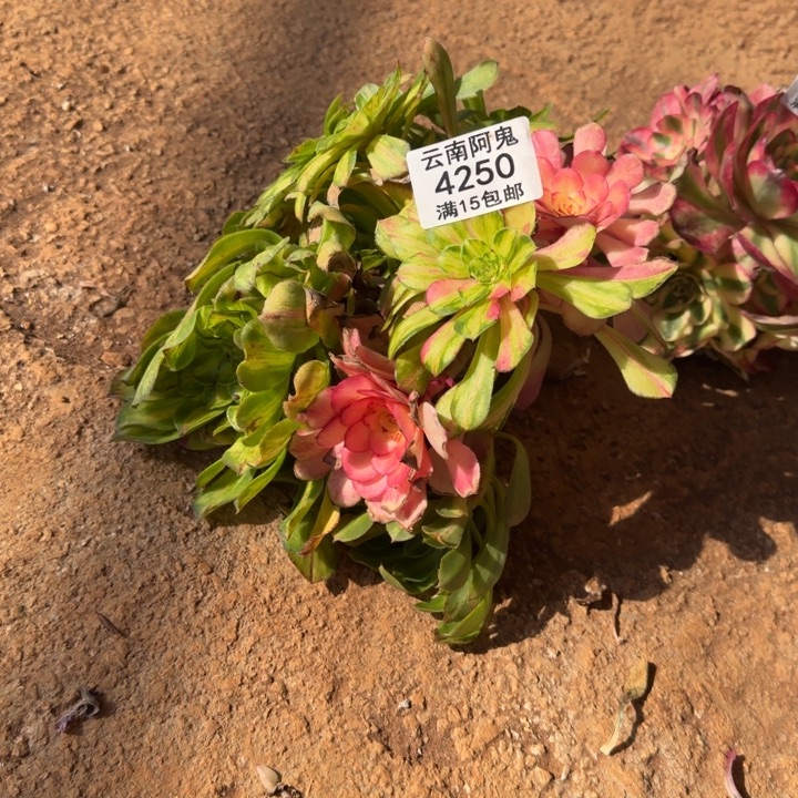 4250号知否群生啊