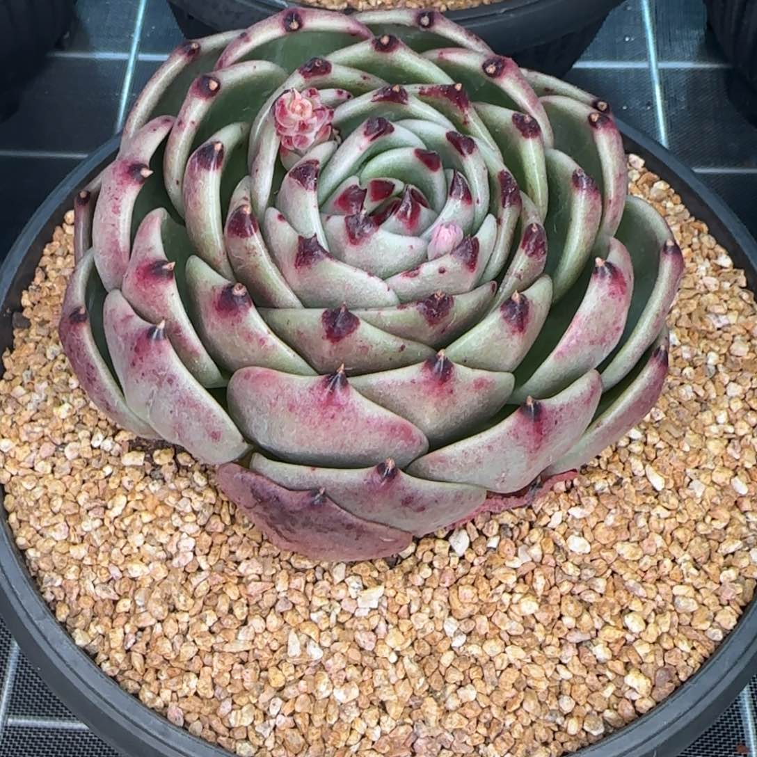 从前慢花园精选多肉蓝龙