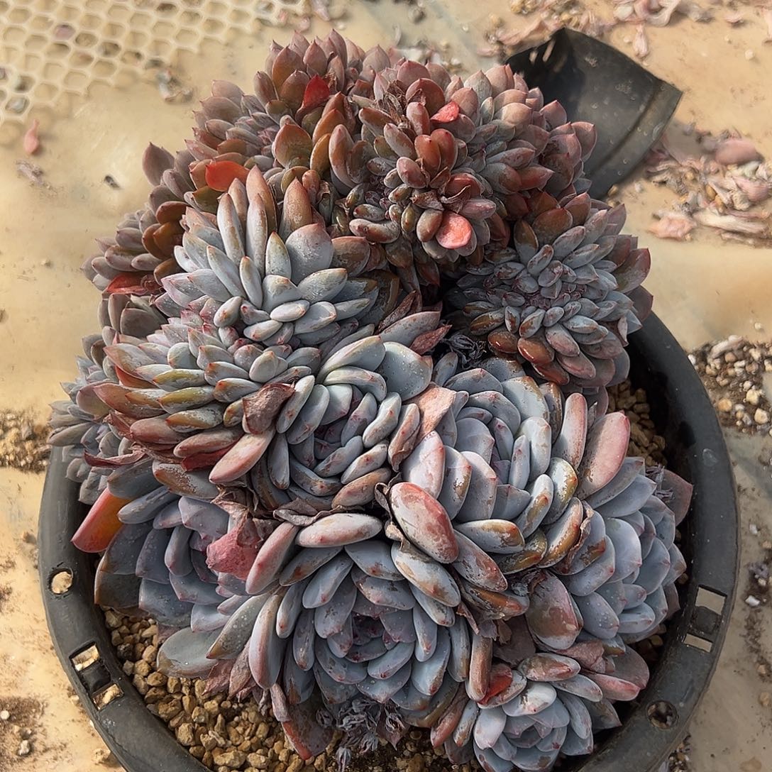 石榴籽缀化多肉植物