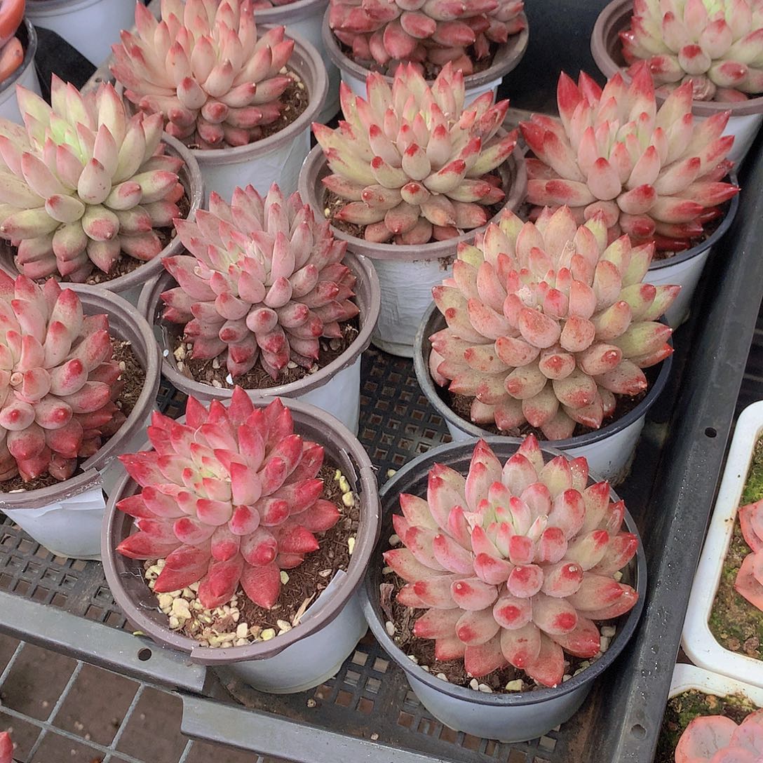 单头虞美人00000000000000000