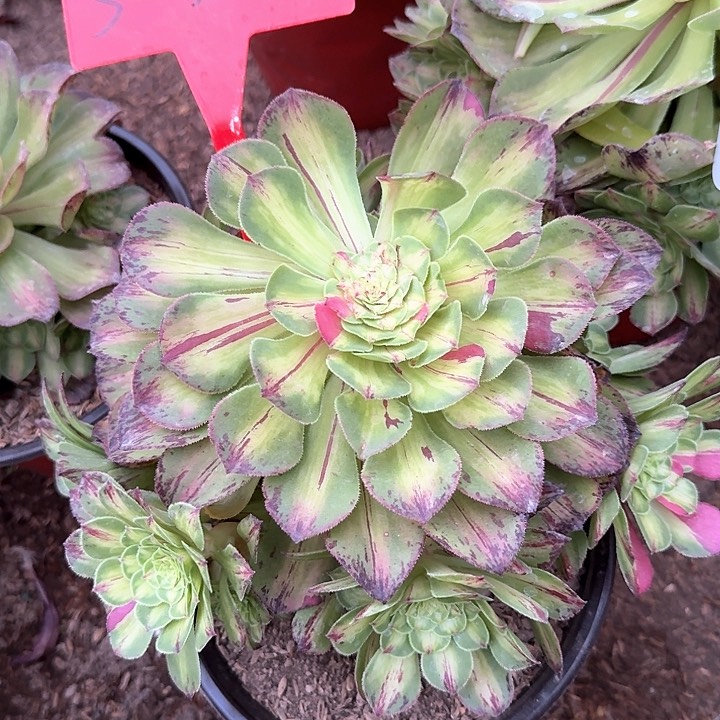 3-3010知否多肉法师