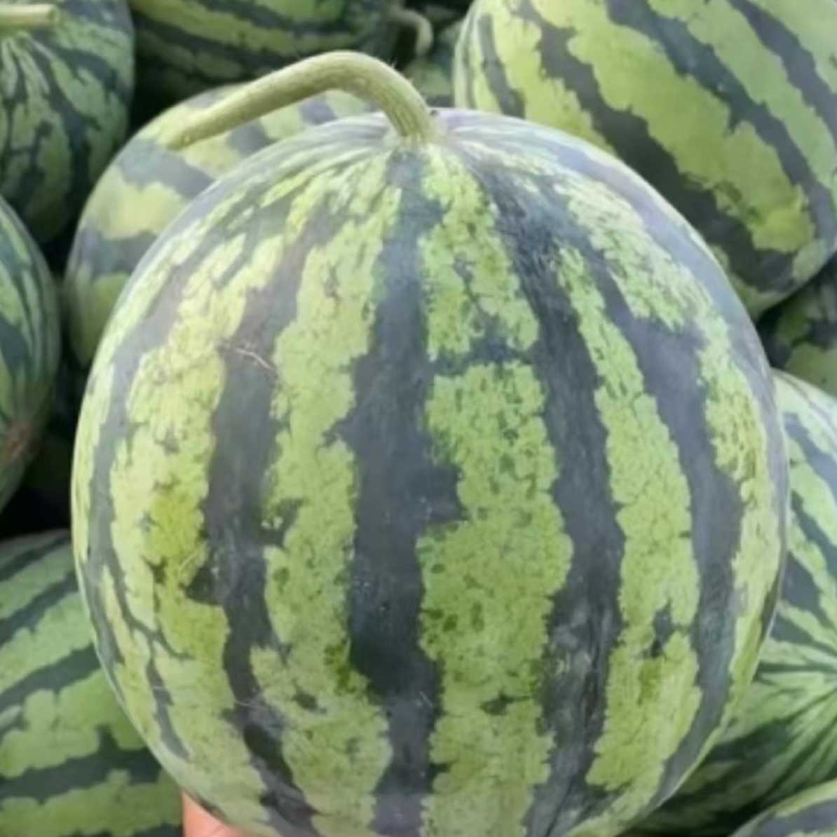 顺发无籽麒麟西瓜（一盒）/（包切好）海南省
