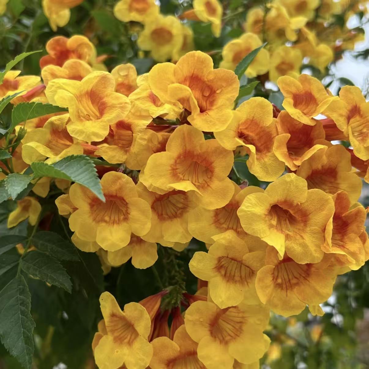 （花王）橙钟花·耐热勤花好养·阳台庭院花园地栽盆栽花卉
