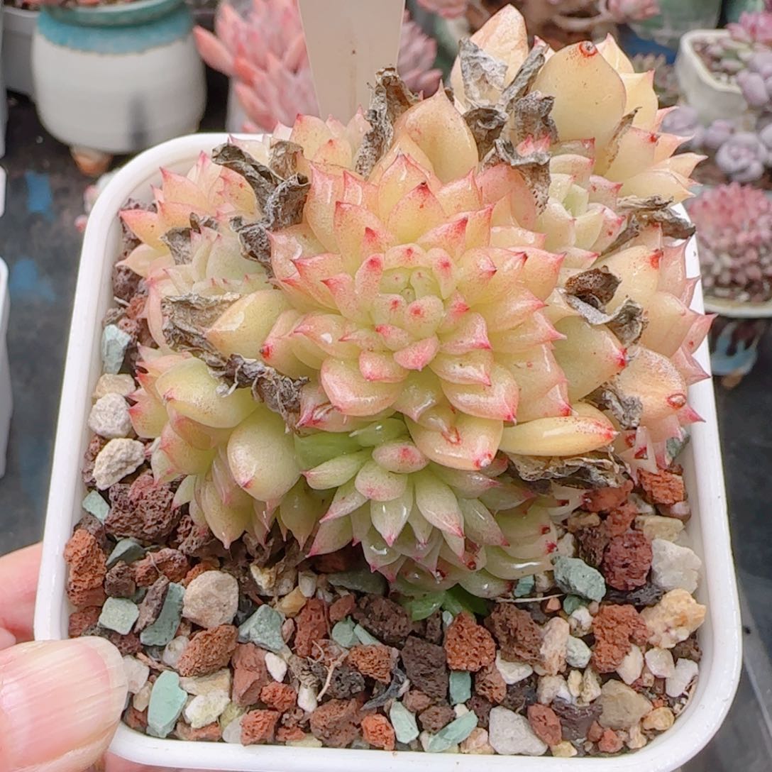 多肉植物6859…………..