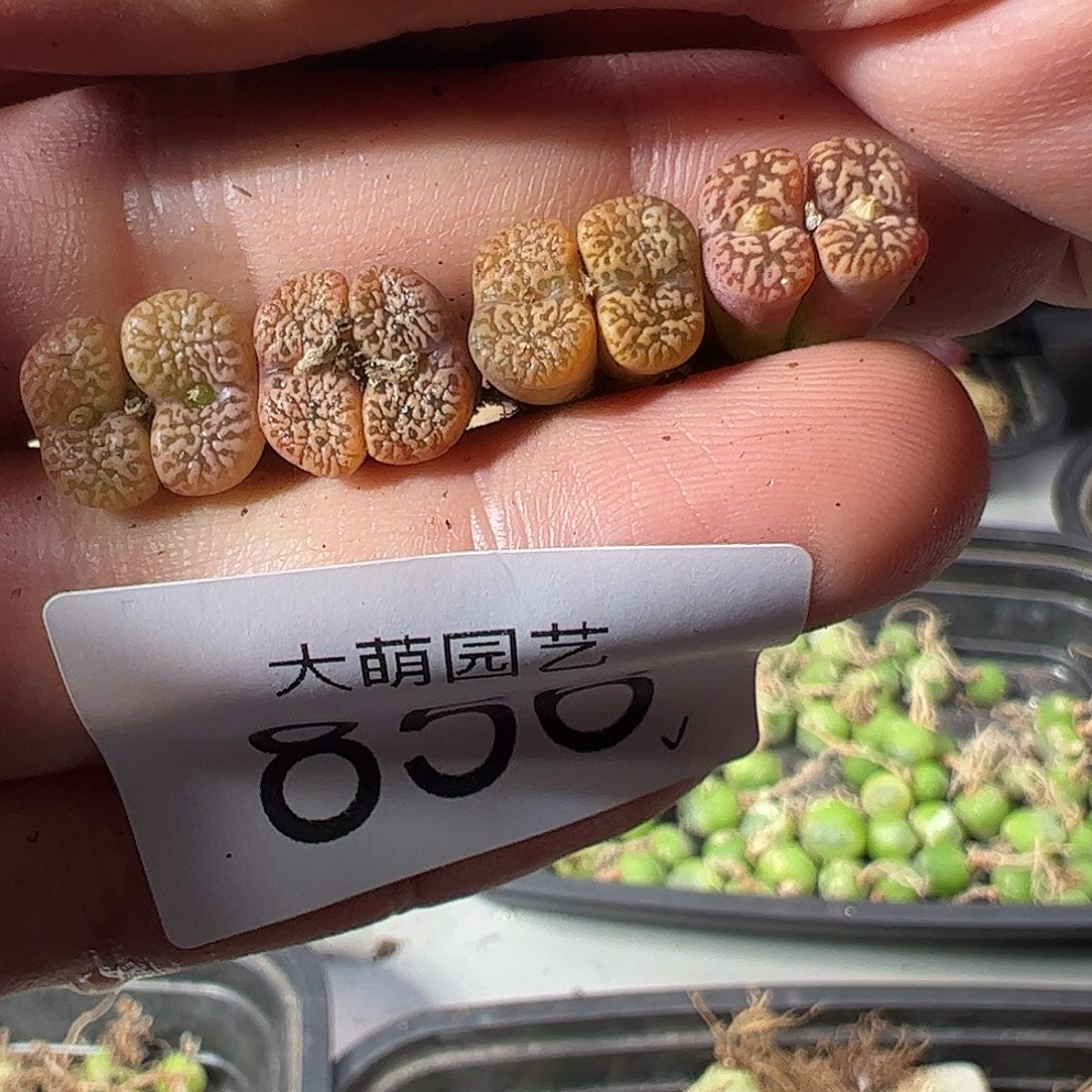 一物一拍。     856