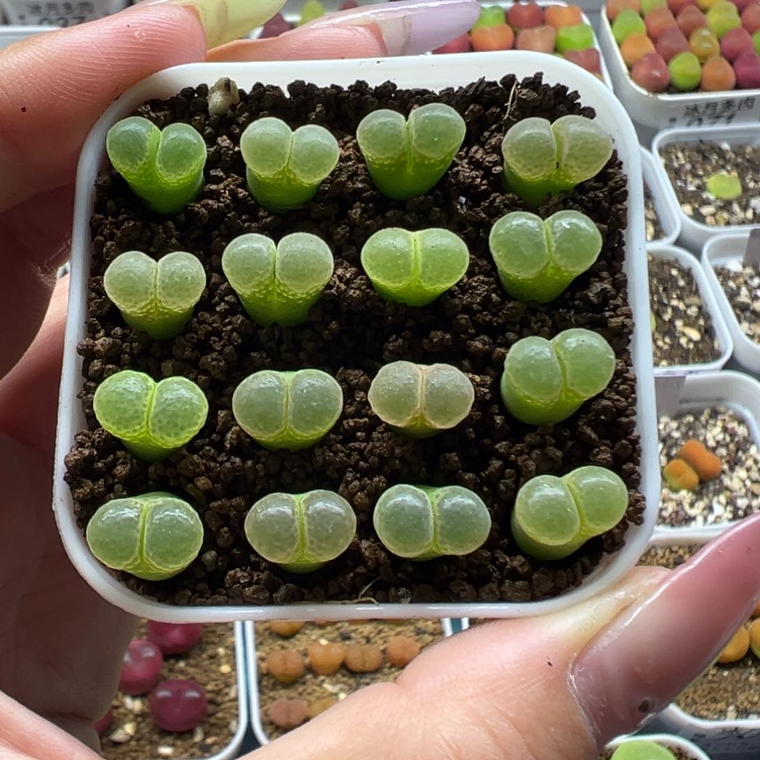 032粉樱1453.9裸根发货