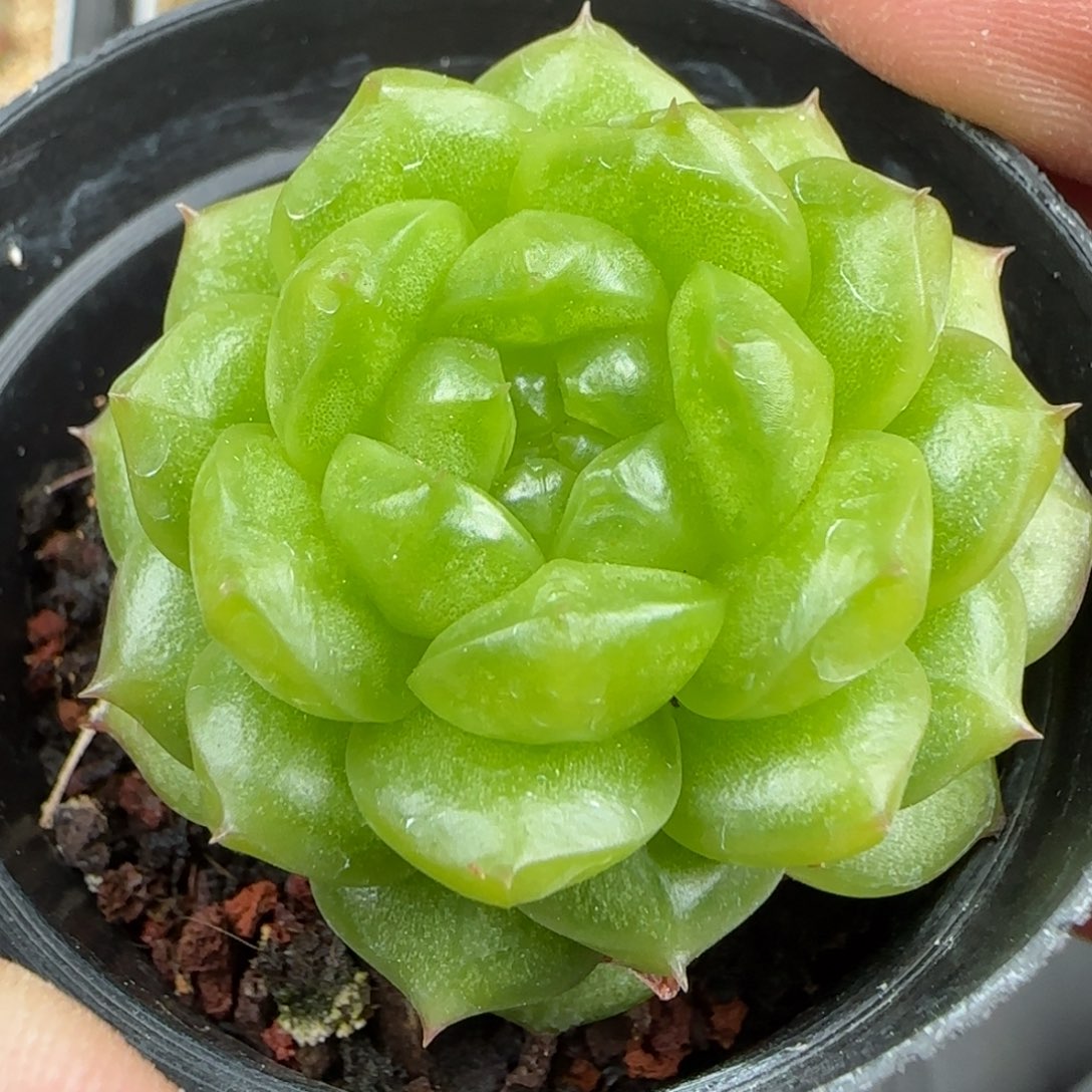一物一拍灯泡珍妮