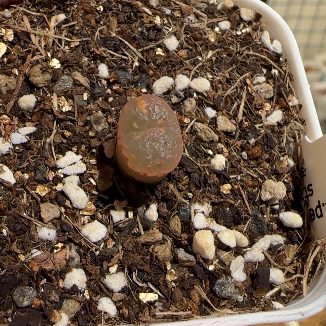 ****e肉锥多肉植物组合-爱心勋章1161