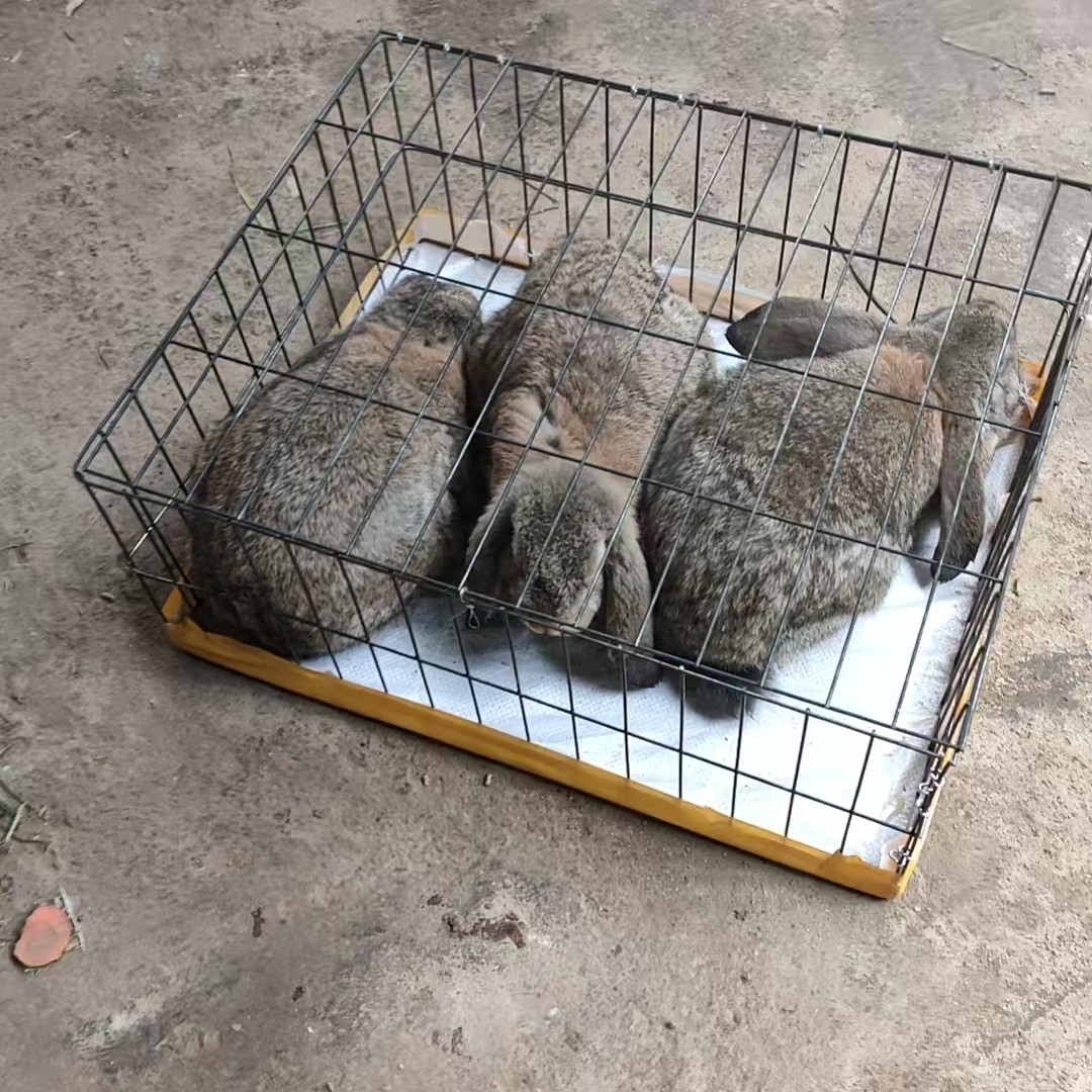 公羊兔  养殖食槽  笼子