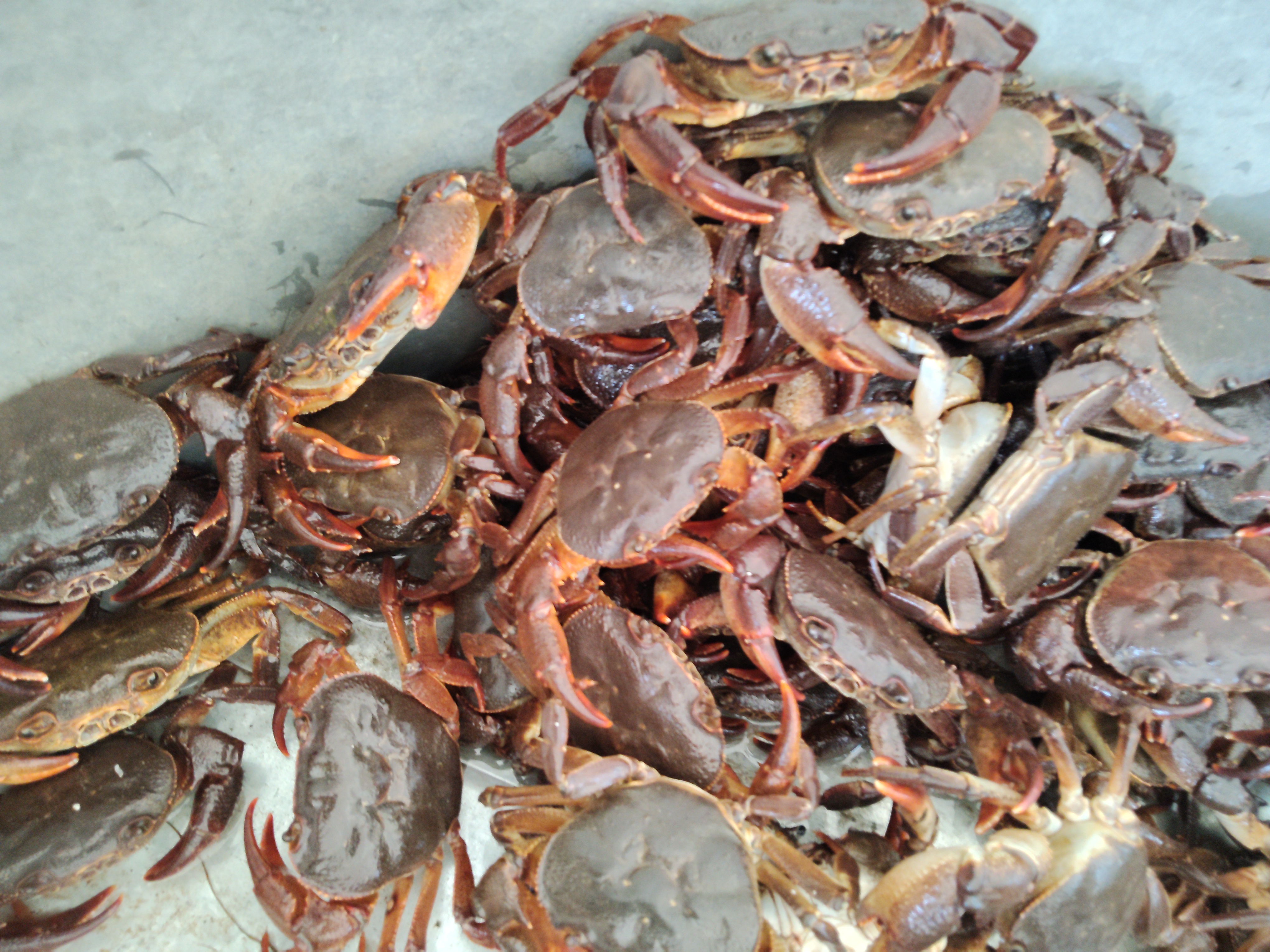 补钙山螃蟹可作接骨补钙饲料食用观赏两相宜  溪流蟹   蟹虾