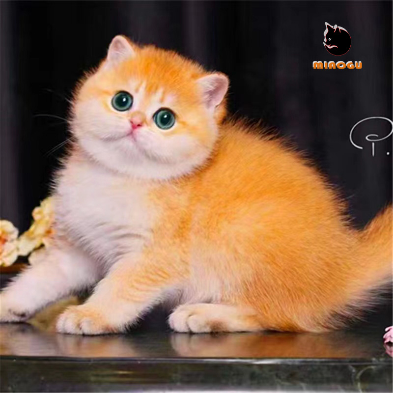 ABC 宠物猫英国短毛猫德文卷毛猫矮脚曼基康拿破仑猫布偶猫缅因猫
