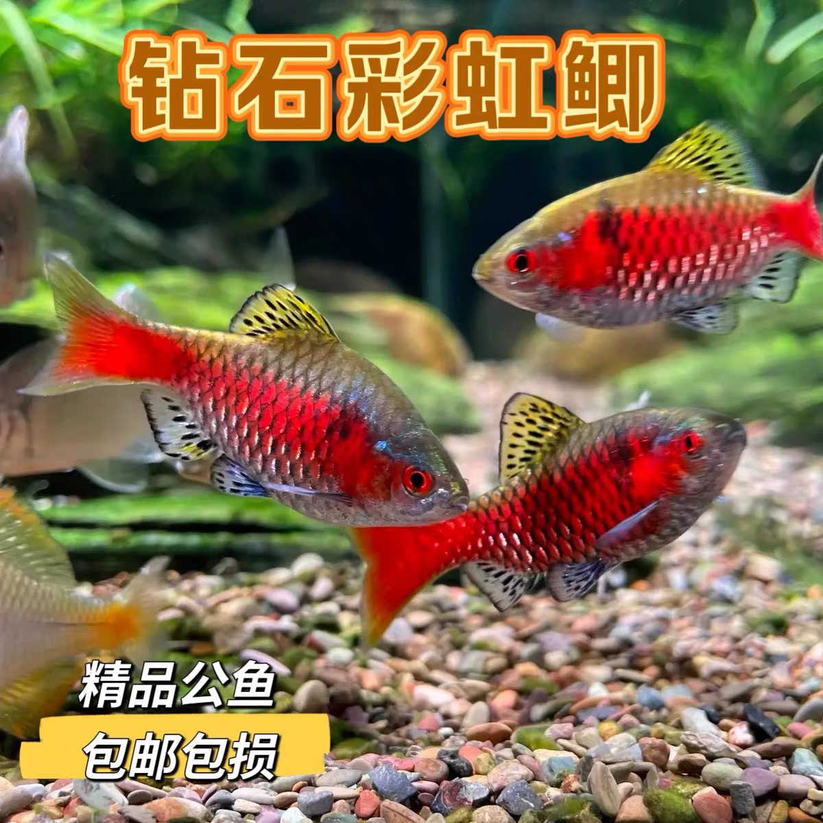 钻石彩虹鲫进口鲤科冷水耐寒耐养热带鱼原生鱼小型活体群游观赏鱼