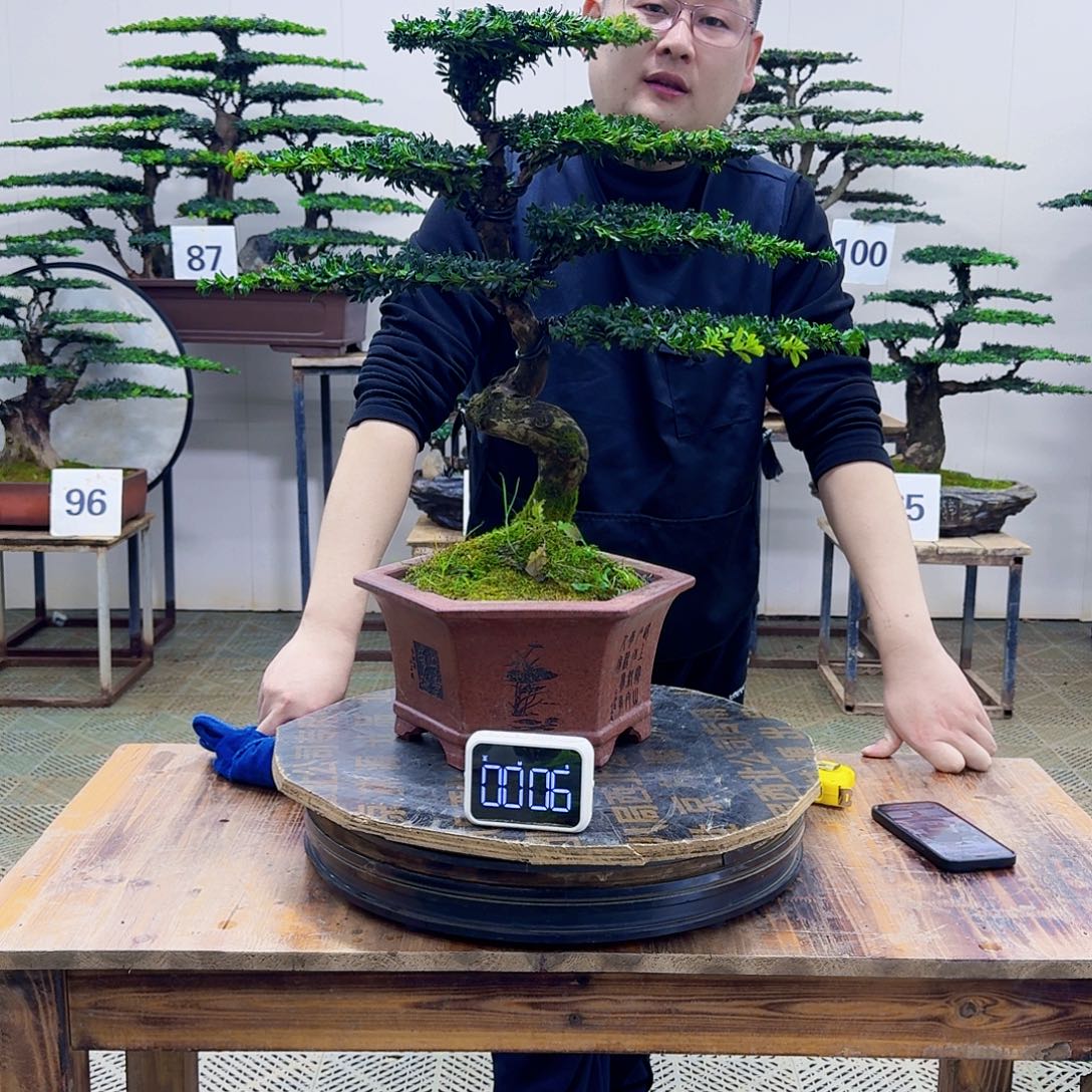 无花朵柏树造型盆景