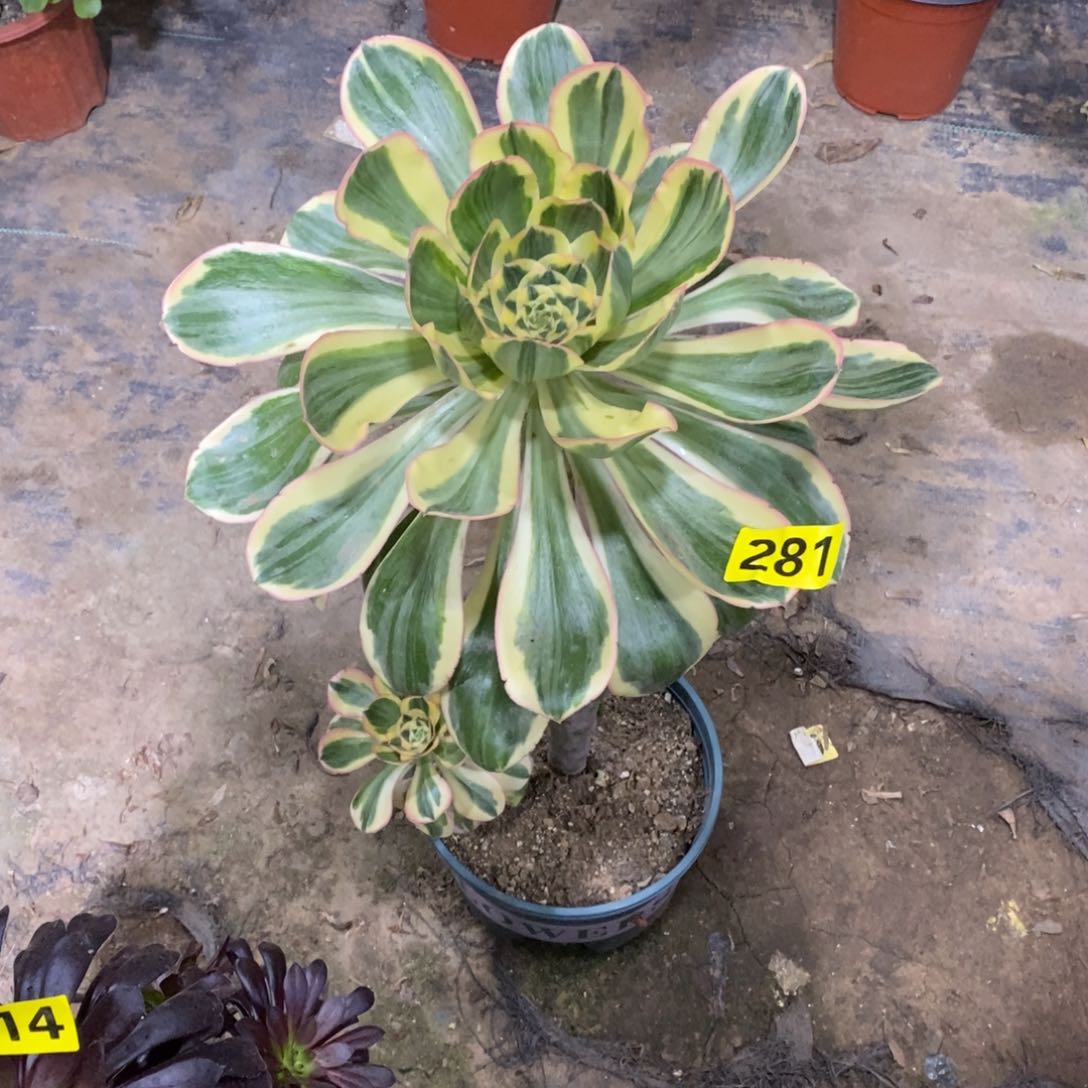 燕姿多肉法师281