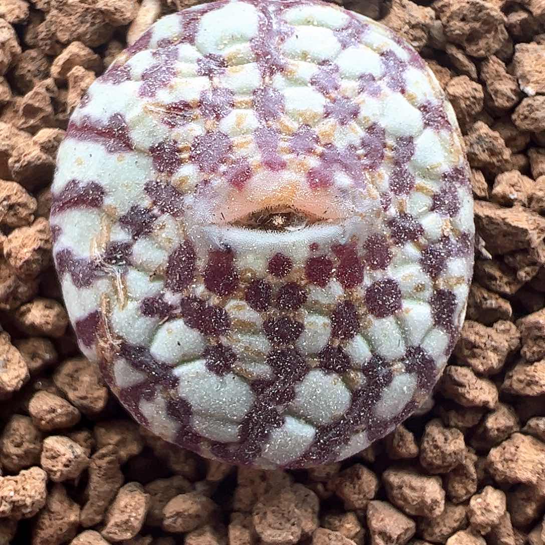 579。  603 奶牛安贞。     