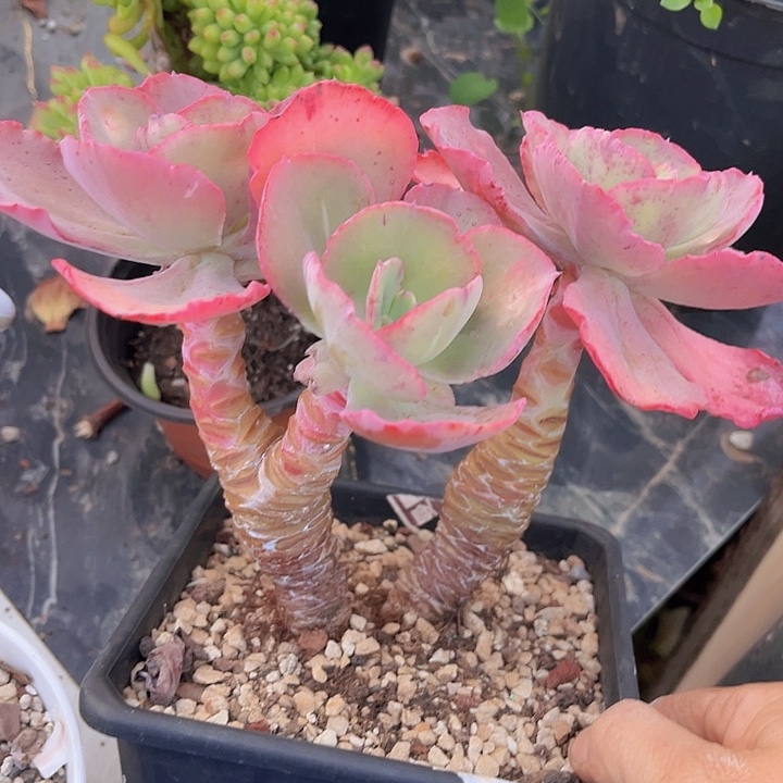 舞会红裙04156多肉植物