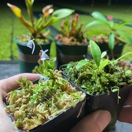 完全开放小白兔 长叶狸藻