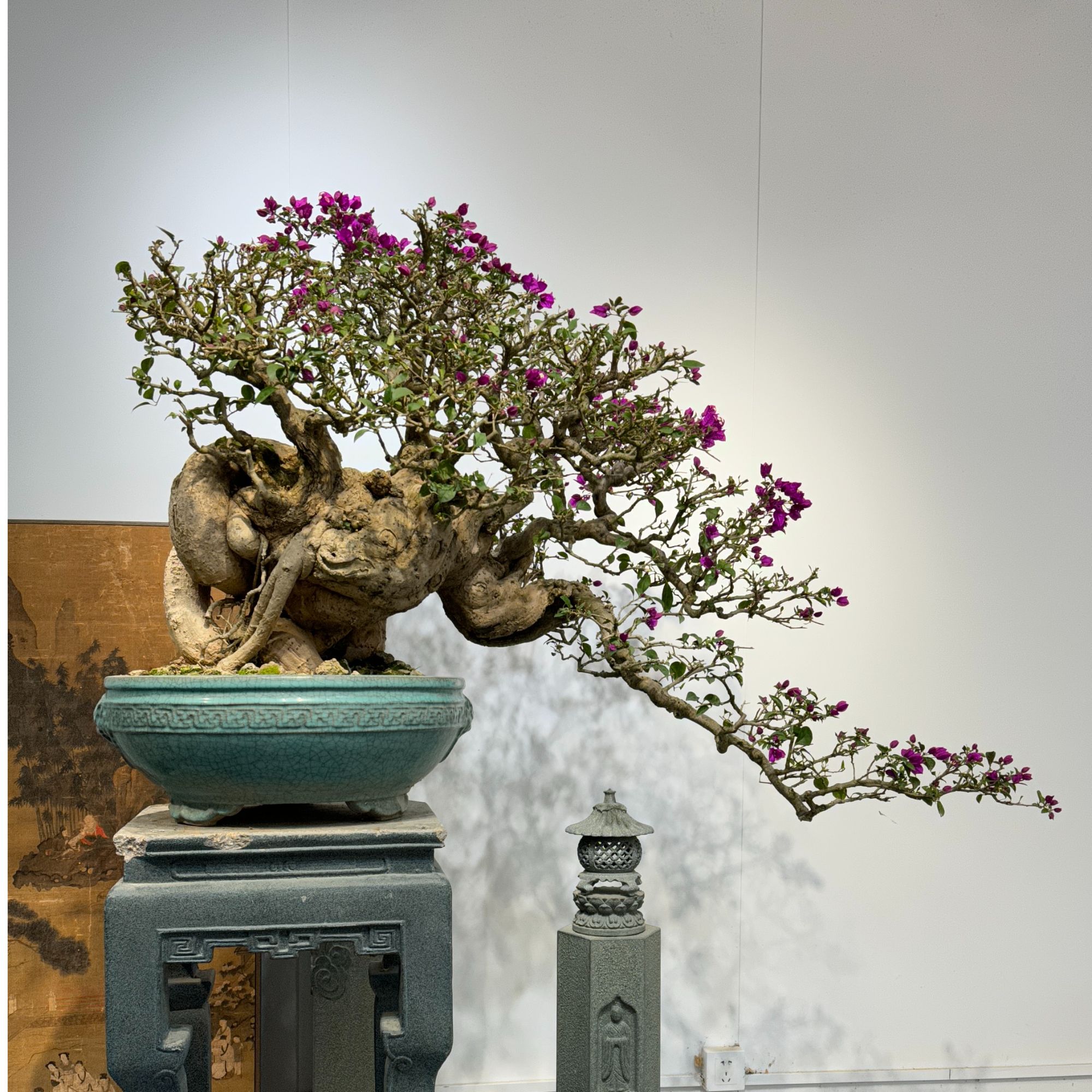  精品老桩三角梅小叶紫造型老桩三角梅客厅阳台庭院摆件